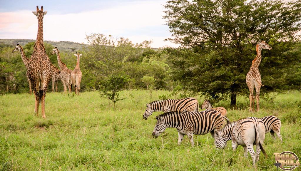 Thula Thula Exclusive Private Game Reserve & Lodge Ntambanana Екстер'єр фото